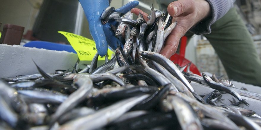 İstanbul en çok hamsiyi sevdi