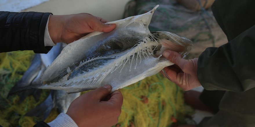 Muğlalı balıkçılar 'isopod'lardan dertli: Ağa takılan balıkları yiyor