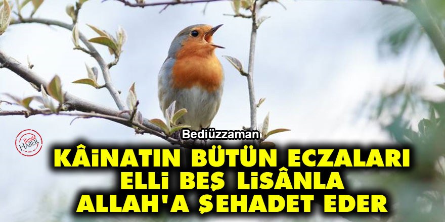 Bediüzzaman: Kâinatın bütün eczaları, elli beş lisânla Zât-ı Ehad ve Samede şehadet eder