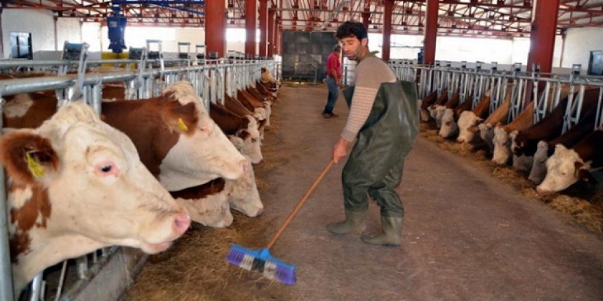 Tarım ve hayvancılığa elektrik desteği