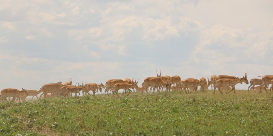 26 bin tür gelecekte olmayabilir