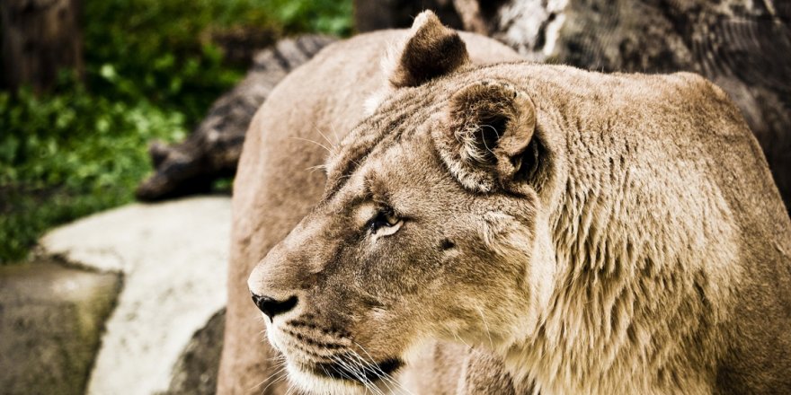 Evde beslediği aslan tarafından öldürüldü
