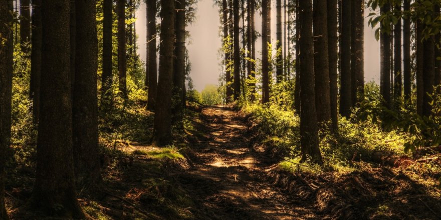 Amazon ormanları askerlerle korunacak