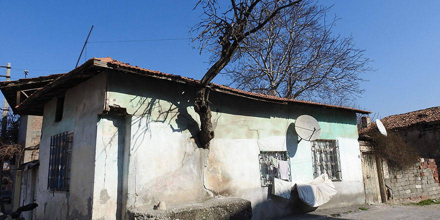 Evin duvarından armut ağacı çıkıyor