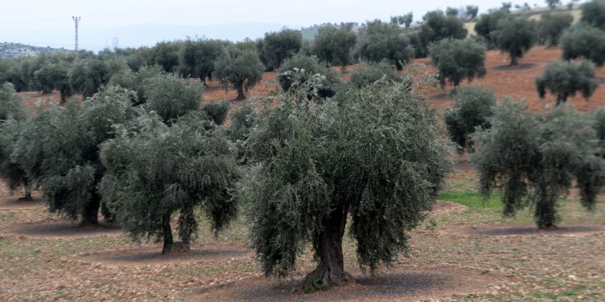Zeytin üreticisinin yüzü gülüyor