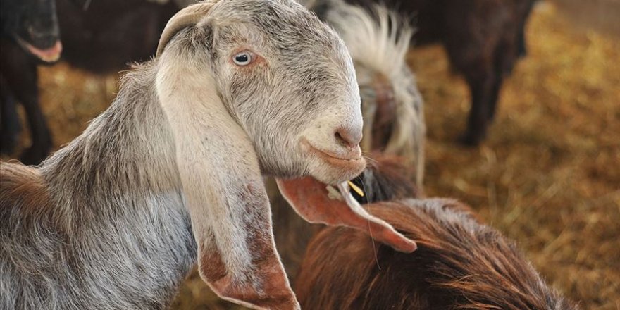 ABD'de keçiye 'fahri belediye başkanı' unvanı