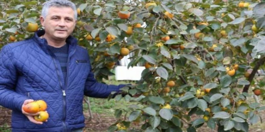 Vatanı Çin, ama adını Trabzon'dan alıyor