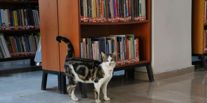 Kediler kütüphanenin maskotu oldu