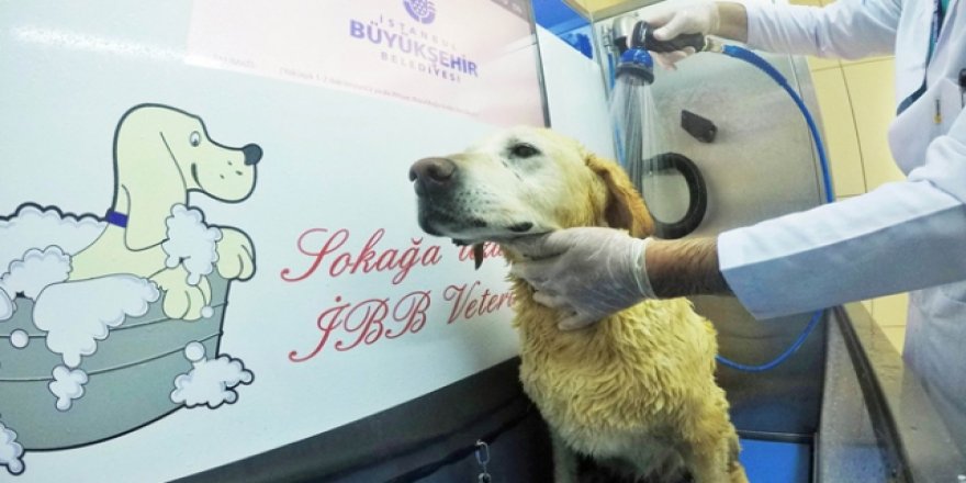 İBB'den sahipsiz hayvanlara tedavi hizmeti