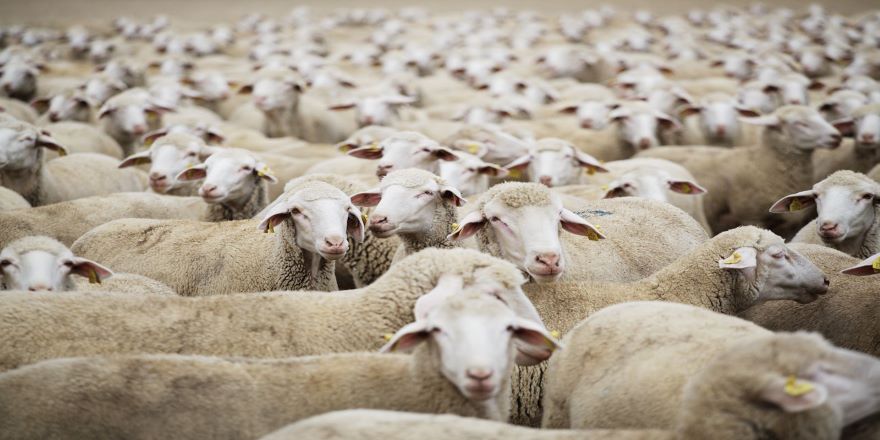 Küçükbaş hayvanda Avrupa'da birinciyiz