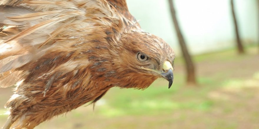 Yaralı kuşlar Gaziantep Hayvanat Bahçesi'nde şifa buluyor