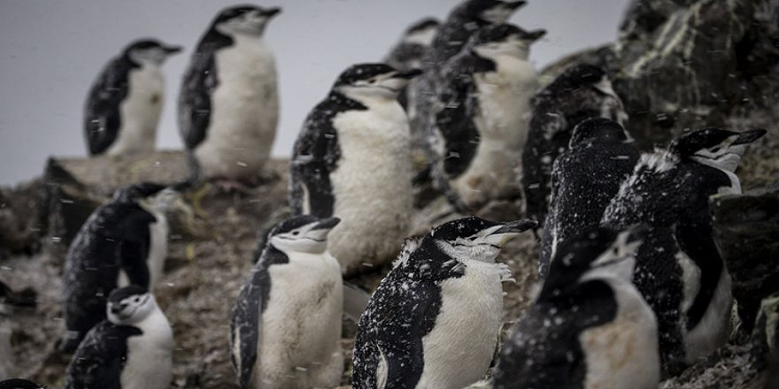 Dünyanın en soğuk kıtası: Antarktika