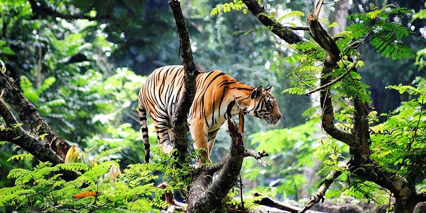 İnsanoğlu hem kendini hem bin 200 hayvan türünü yok ediyor