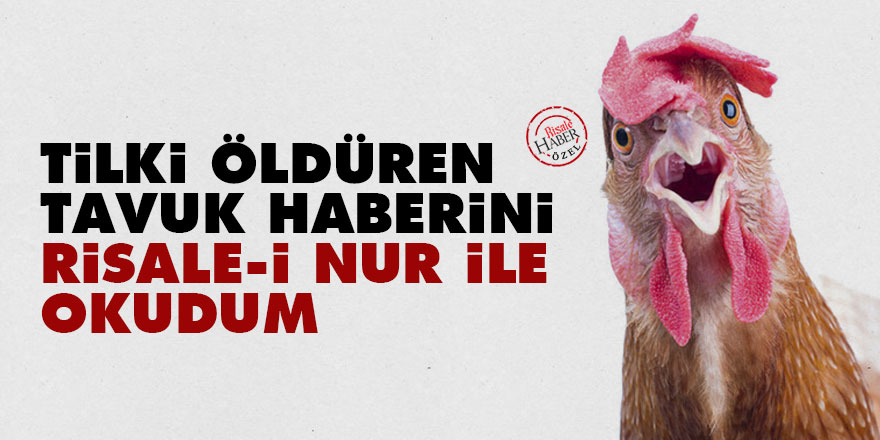 Tilki öldüren tavuk haberini Risale-i Nur ile okudum