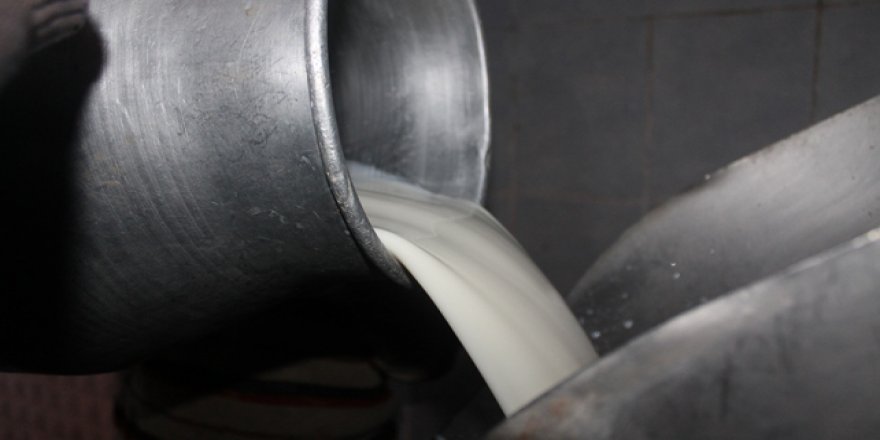 Çiğ süt desteğinden yararlanma esasları belirlendi