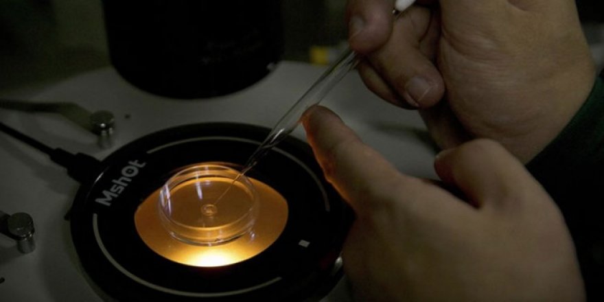 Genleriyle oynanmış bebeklerle ilgili araştırmalara karşı küresel yasak çağrısı