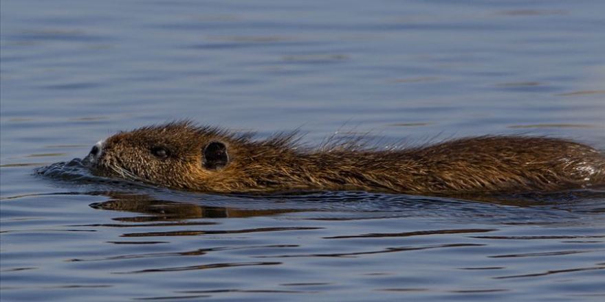 "Esrarengiz fareler" Ağrı Dağı'nı sevdi