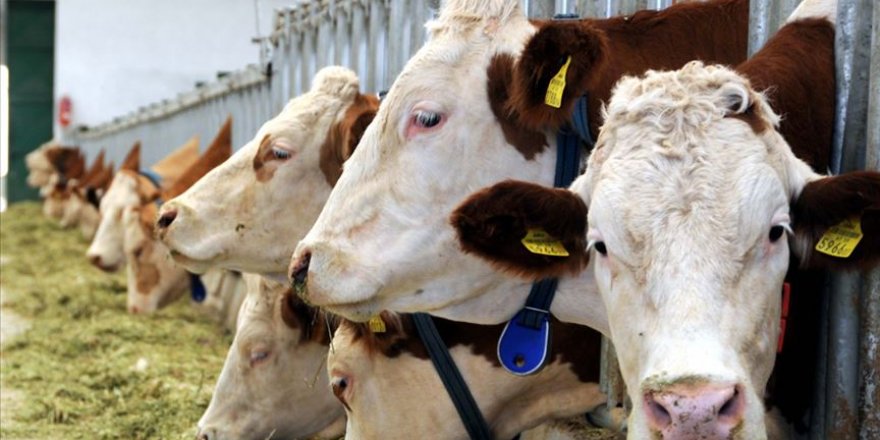 Van artık Türkiye'nin et ve süt deposu