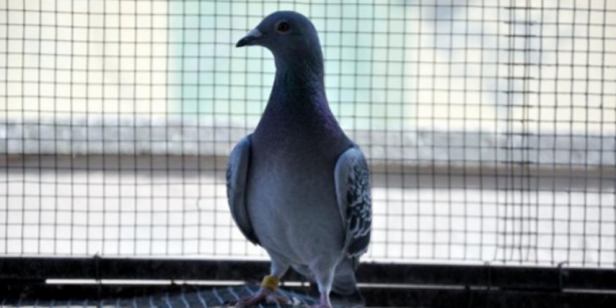 Belçika'da "rekor fiyata" güvercin satıldı