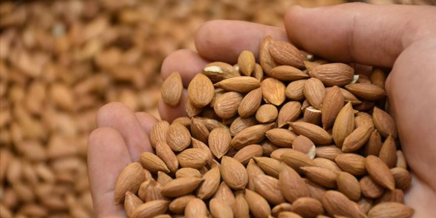 Kayısı çekirdeğinden 17,6 milyon dolar gelir