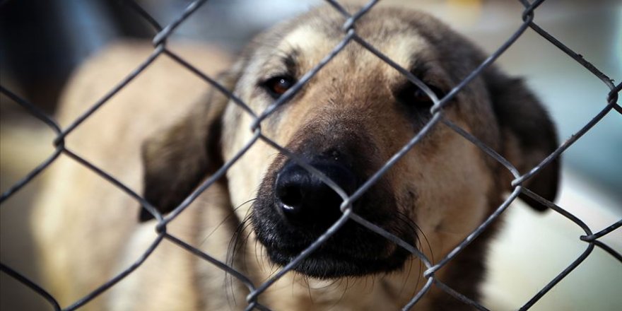Tahran'dan bir şehirde daha köpek gezdirmek yasaklandı