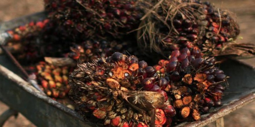 Malezya ile Avrupa Birliği arasında palm yağı krizi