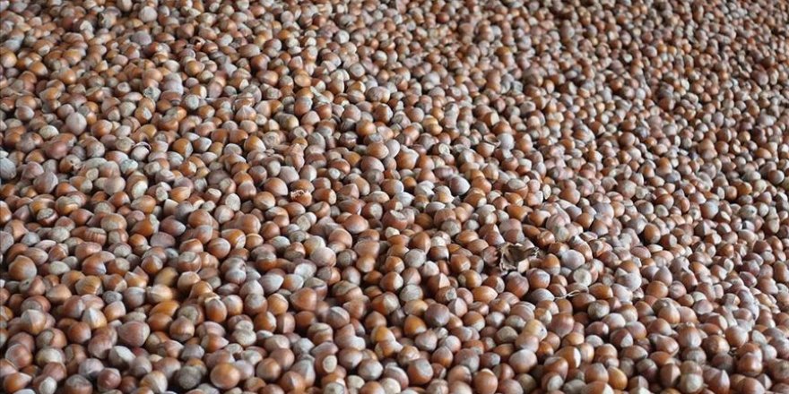 'Fındıkta 1 milyar dolara yakın gelir kaybı söz konusu olabilir'