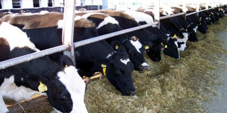 Üreticilere besi destekleri yarın ödenecek