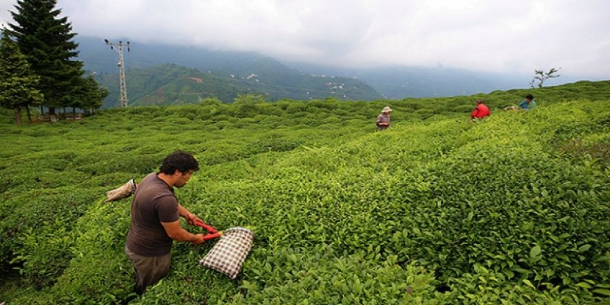 Yaş çay üreticilerine 192 milyon liralık destek ödemeleri başladı