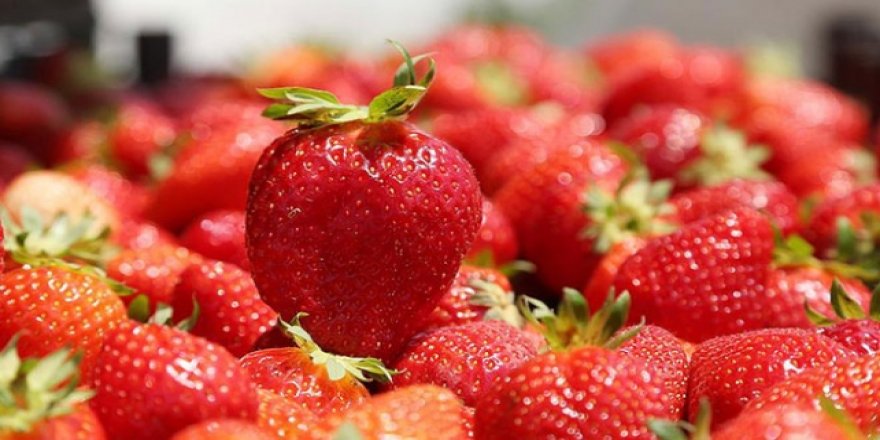 Silifke'nin çileği ihraç edilmeye başladı