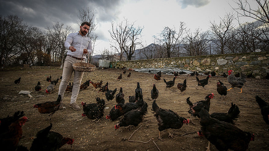 Tavuklarına 'Mozart' dinletiyor