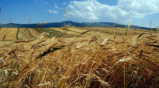 Türkiye ile Yemen arasında tarım alanında işbirliği