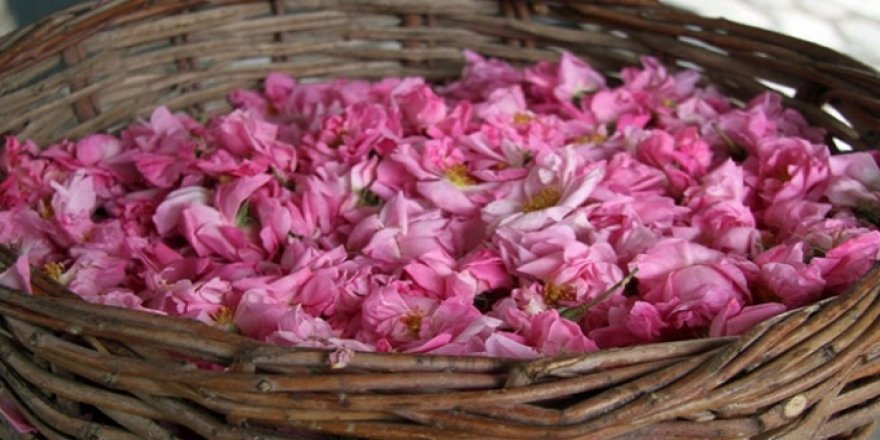 Isparta'nın meşhur gül yağı altın değerinde