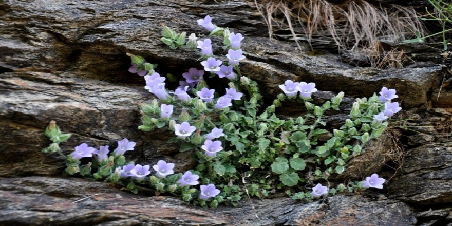 İzmir'de yeni bitki türü bulundu
