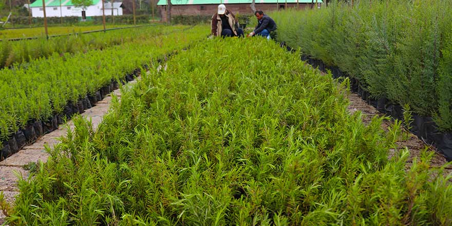 Şehit çocuklarının anısına fidan dikiyorlar