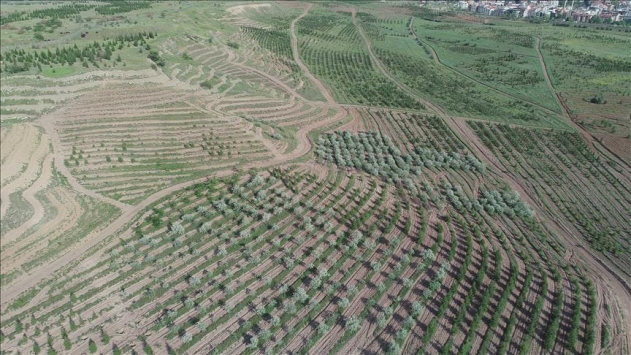 350 milyon fidan toprakla buluşacak