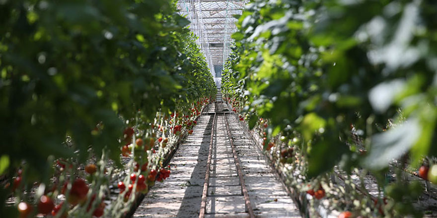 Serada topraksız tarımla sebze ve meyve yetiştiriyorlar