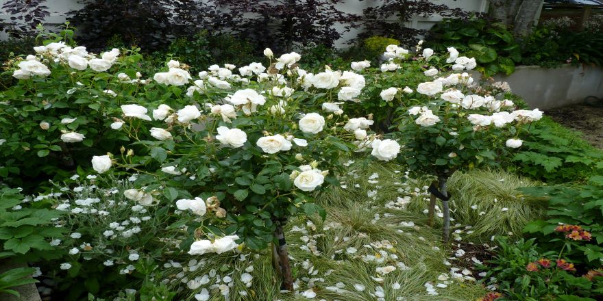 Antarktika'dan getirilen bitki türleri koruma altına alındı