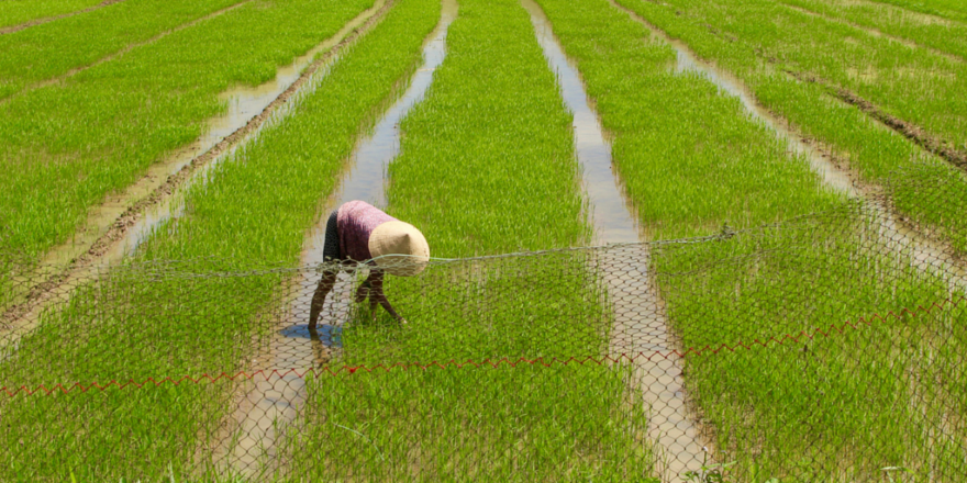 Çin genetiği değiştirilmiş yeni bir pirinç türü geliştirdi