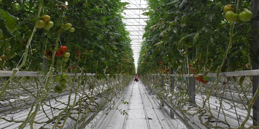 'Domates ambarı'ndan Rusya'ya ihracat