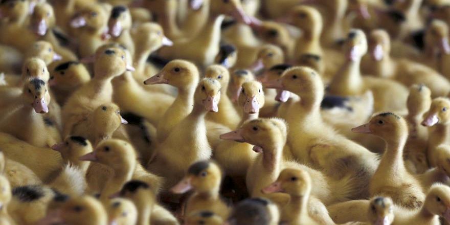 Fransa ve Danimarka'da kuş gribi alarmı