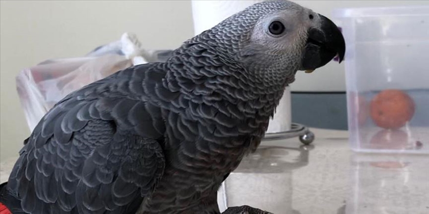 Kayıp papağan 'Cango'yu bulana 2 bin lira ödül