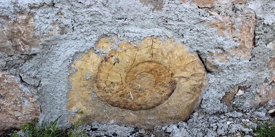 Salyangoz sanılan fosilin 200 milyon yıllık Ammonit olduğu ortaya çıktı
