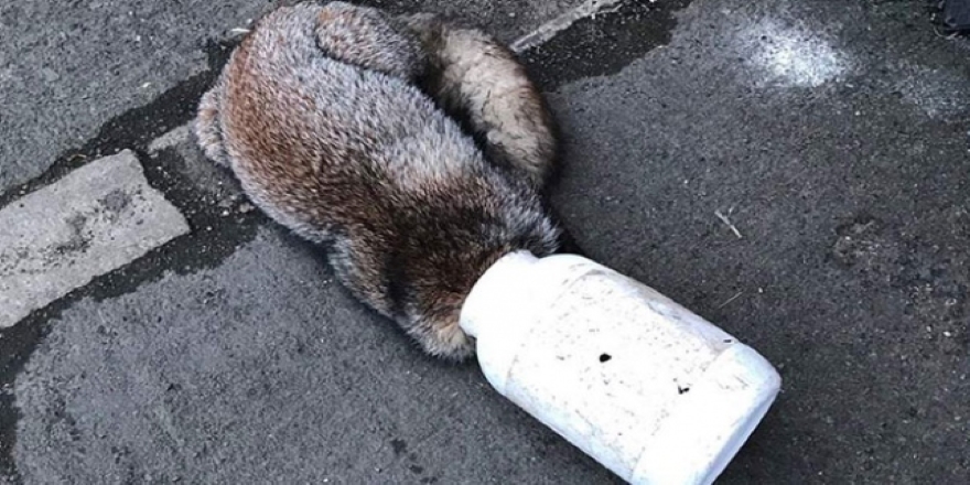 İngiltere'de kafası kutuya sıkışan talihsiz tilki kapıyı çalarak kurtuldu
