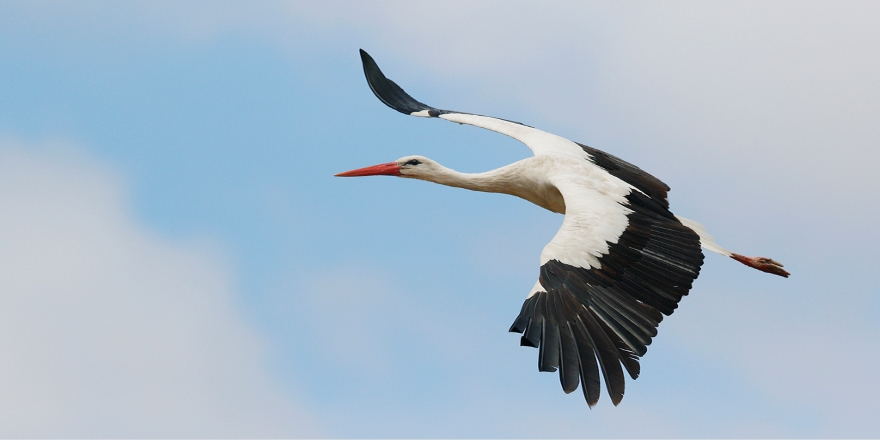 İlkbaharın habercisi leyleklerin göç yolculuğu başladı