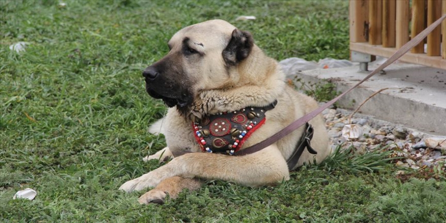 40 ilden 300 Çoban Köpeği yarıştı