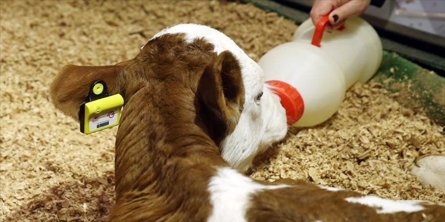 Hayvancılık sektörüne 'elektronik küpe' geliyor