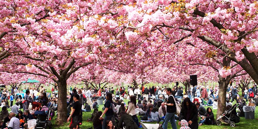 700 bin Japon kiraz ağacı çiçeklerini görmek için sıraya giriyor