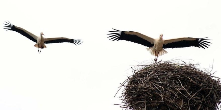 Afrika’dan gelen leylekler, Dicle Vadisi’nde kuluçkaya yattı