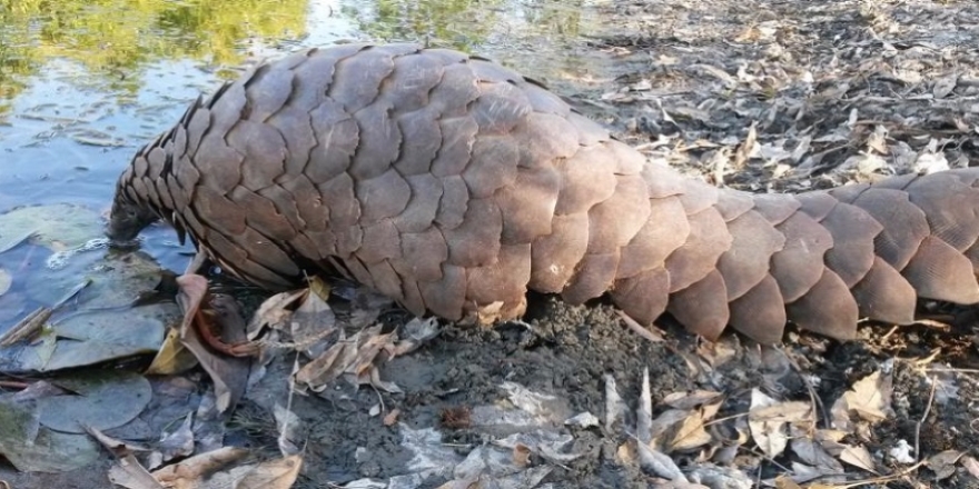 Singapur'da 13 ton pangolin pulu ele geçirildi